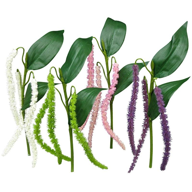 Amaranthus