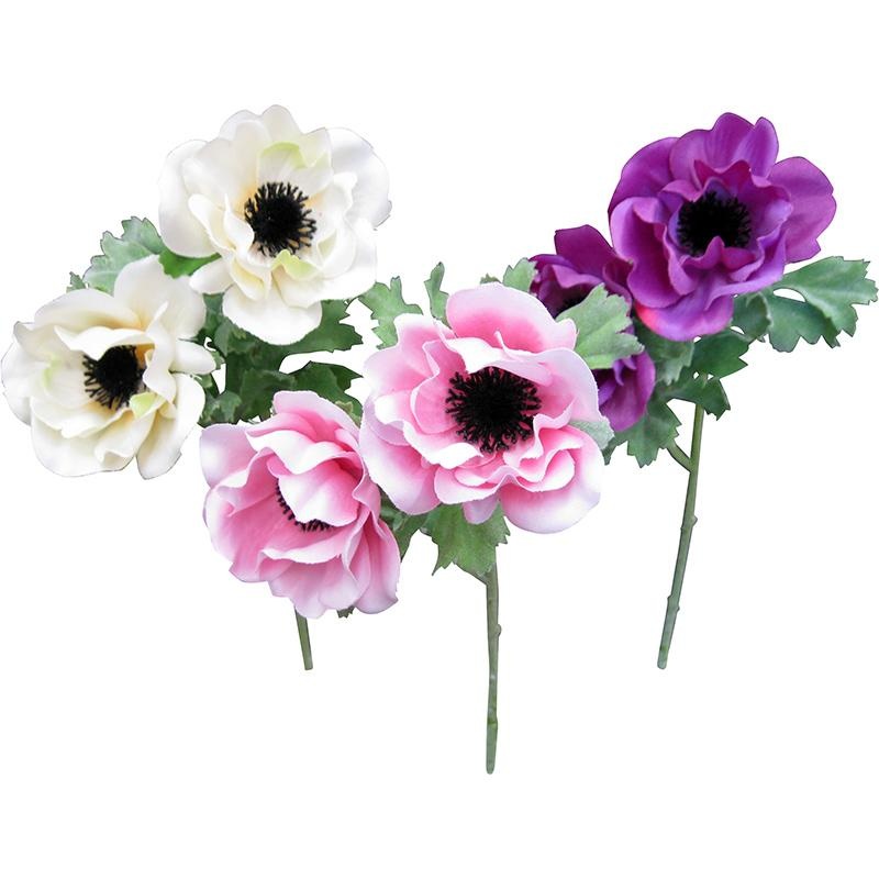 Anemone Bright