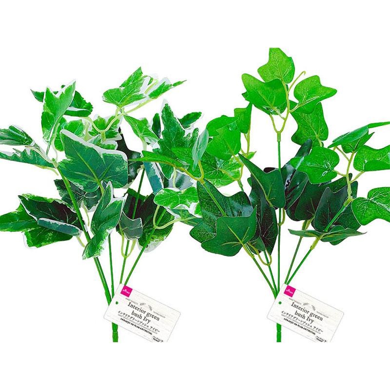 Interior Green Bush Ivy