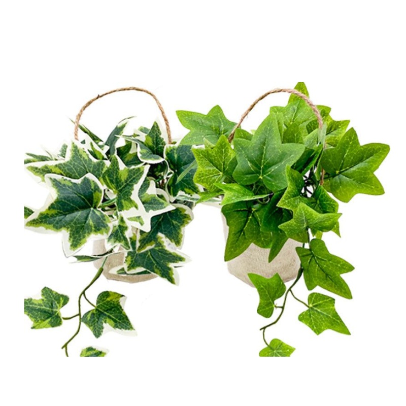 Hanging Pot Ivy