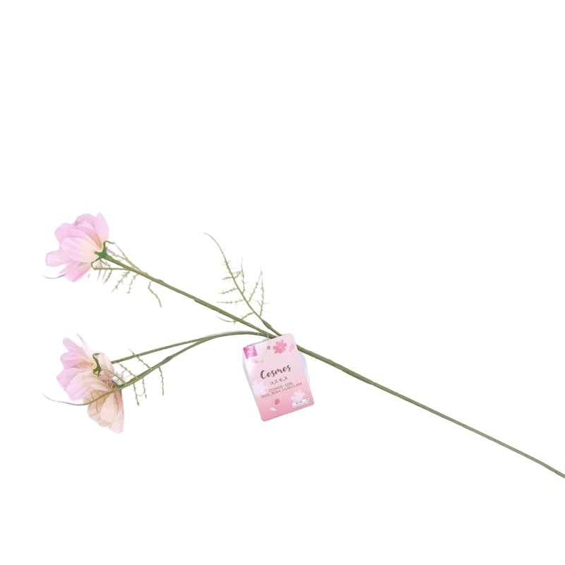 Cosmos Beige Pink Light Purple