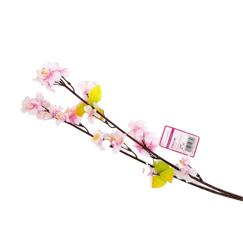 Sakura  Yoshino Cherry