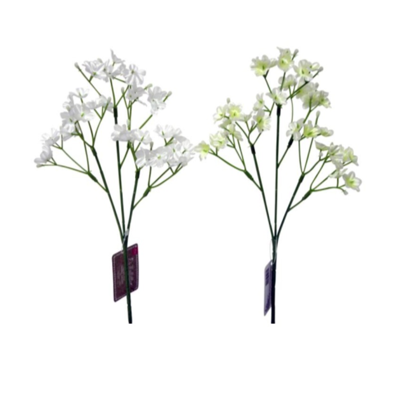 Gypsophila (Clair)