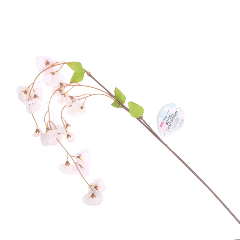 Weeping cherry blossom