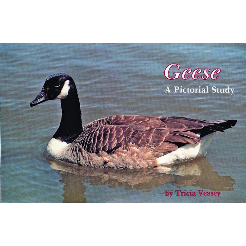 Geese|Paperback / softback