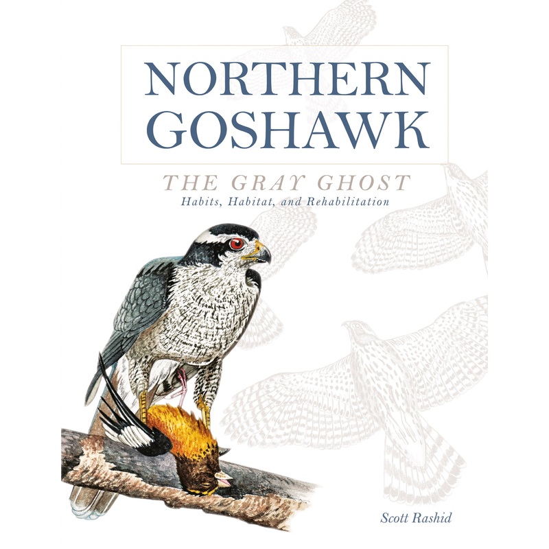 Northern Goshawk, the Gray Ghost