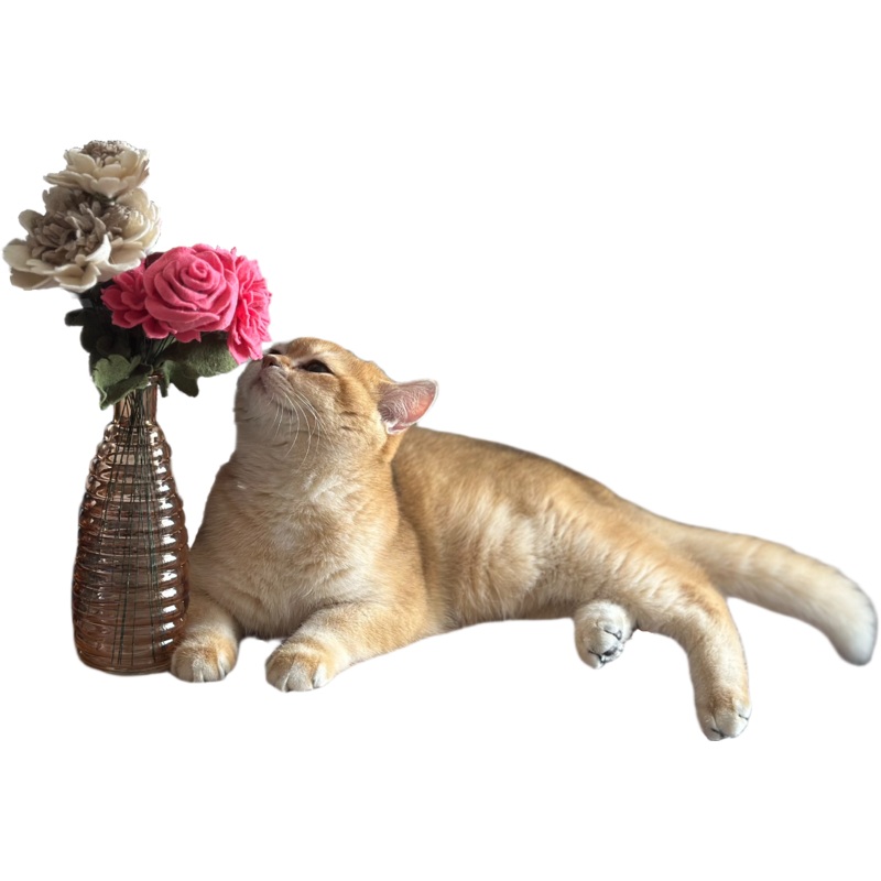 Pet Cat Stickers